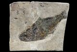 Miocene Fossil Fish From Nebraska - New Find #113171-1